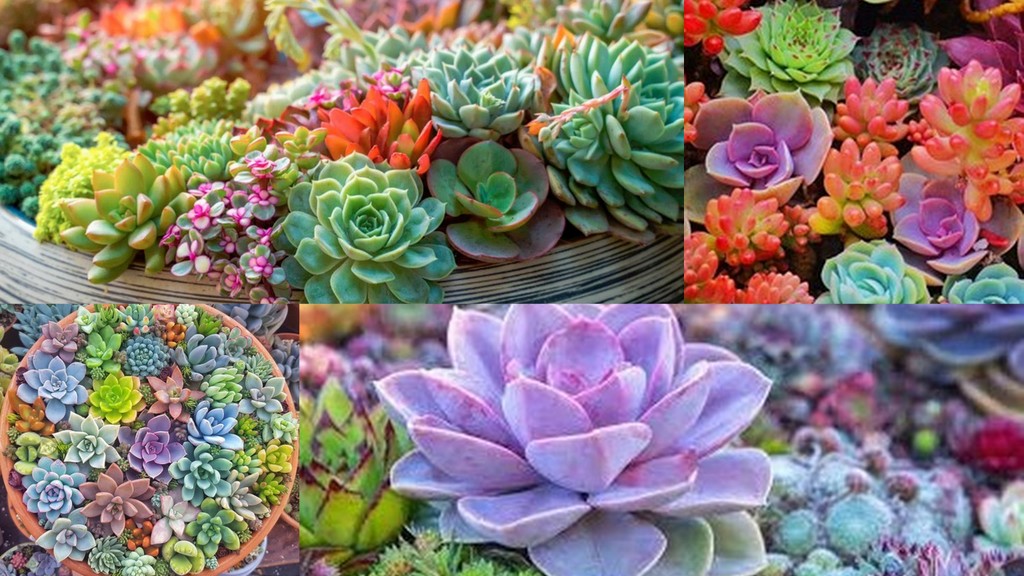 How does your garden grow - blended nest set 4.5+ oz