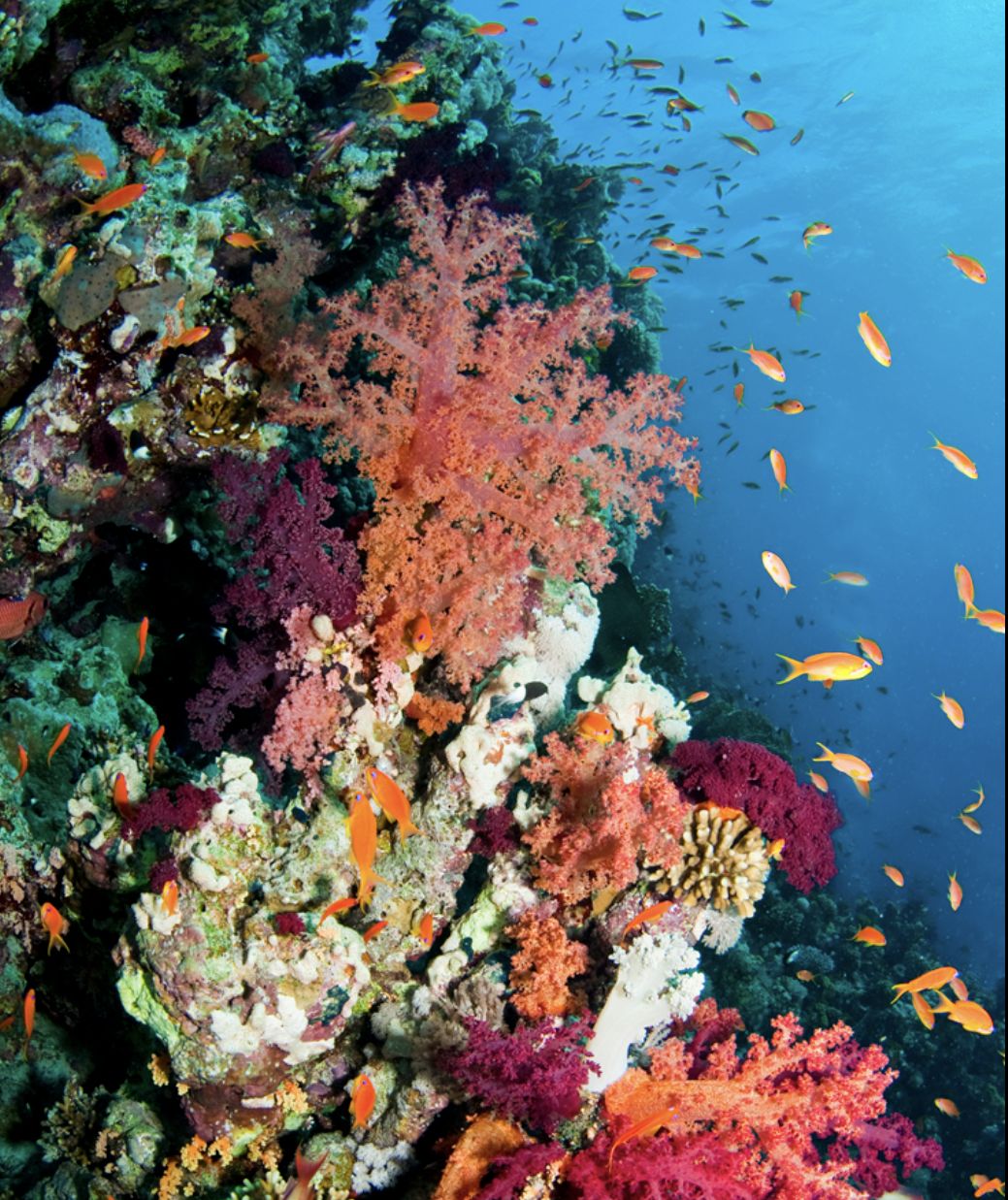 Coral Reef - merino silk slub blend 4.2 oz