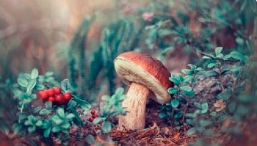 Toadstool - blended nest set 4 oz